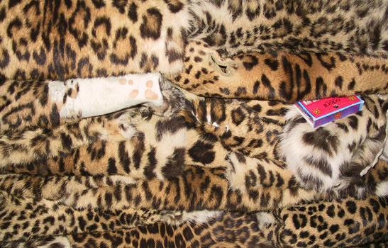 Leopard skins seized in Chitwan National Park, Nepal © Mark Atkinson / WWF