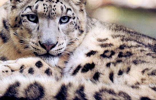 Global Snow Leopard Ecosystem Protection programme