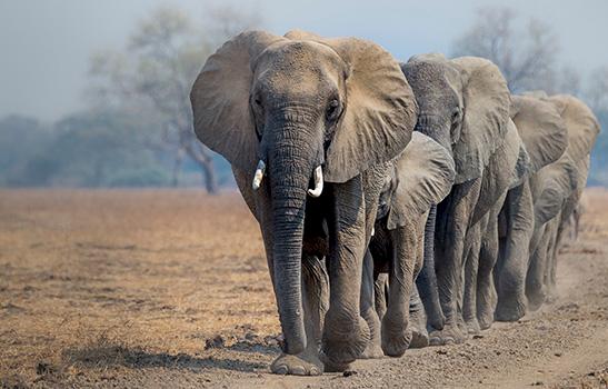 African Elephants Loxodonta africana in Zambia © Richard Barrett WWF-UK