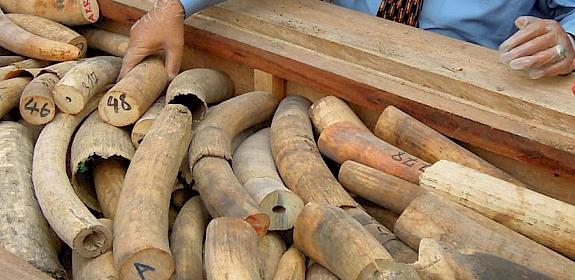 A shipment of ivory from Africa seized in Malaysia © TRAFFIC 