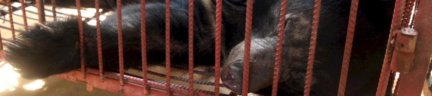 Caged bear in a Lao PDR farm, 2012 © TRAFFIC