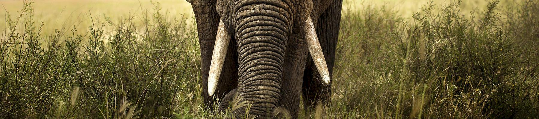 African Elephant Loxodonta africana © Shutterstock / Lara Zanarini / WWF-Sweden