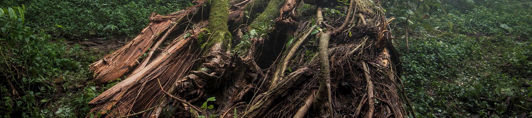 Felled tree in the forest at the base of Mount Cameroon © A. Walmsley / TRAFFIC