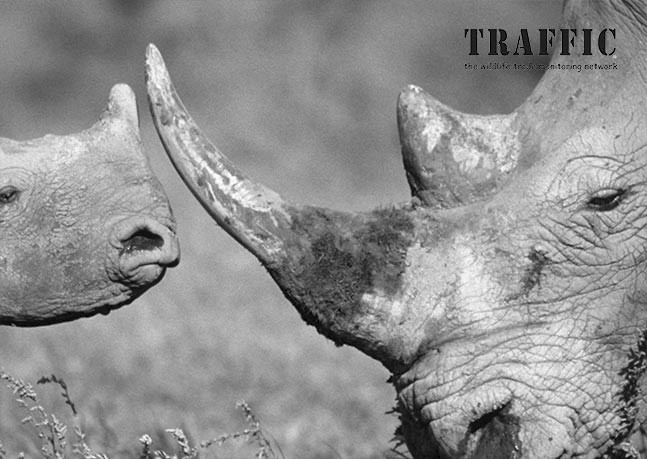 fighting the trade in rhino horn