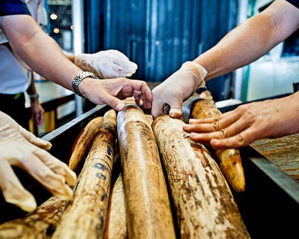 Seized Shipment of Illegal African Elephant Tusks © WWF / James Morgan