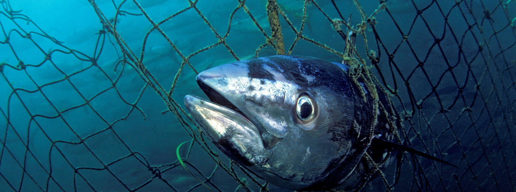Southern Bluefin Tuna Thunnus maccoyii caught in a tuna pen, Port Lincoln, South Australia © naturepl.com / David Fleetham / WWF