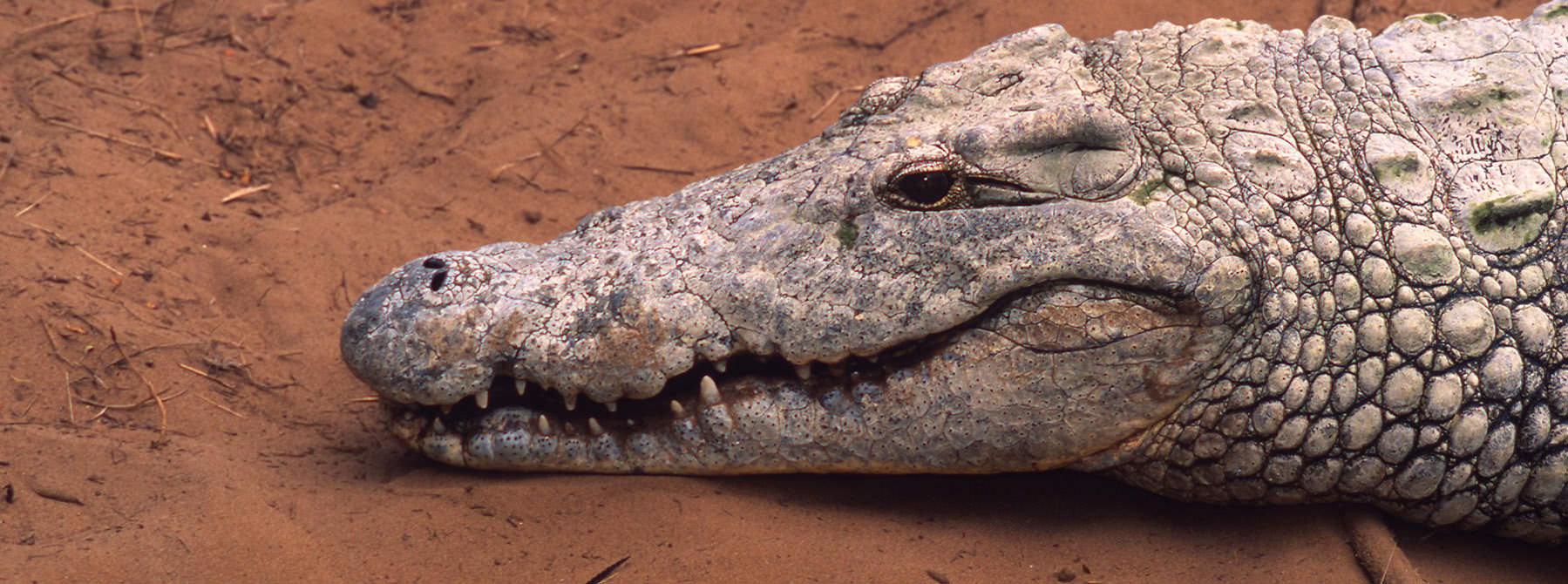 Nile Crocodile Crocodilus niloticus © Martin Harvey / WWF