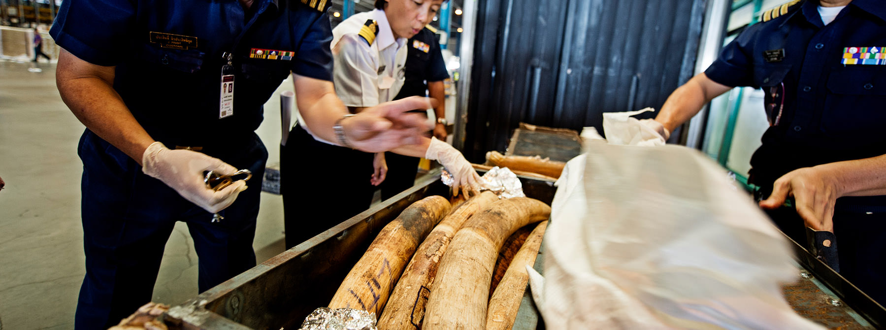 Customs officials in Suvarnabhumi discover a shipment of African elephant tusks from Mozambique © WWF / James Morgan