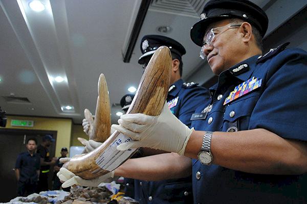 Malaysian Customs reveal a seized shipment of elephant tusks © TRAFFIC