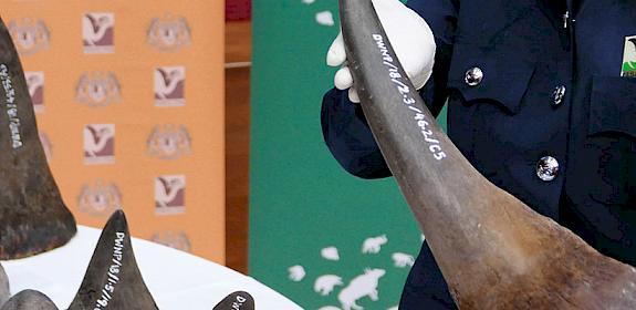 A Malaysian Customs officer holds one of the seized rhino horns © E. John / TRAFFIC