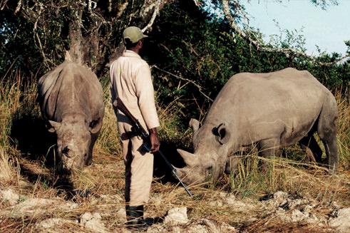 Black Rhino Diceros bicornis under 24 hour armed guard in Zimbabwe © Martin Harvey / WWF