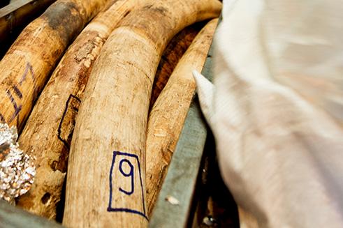 Seized elephant tusks en route to China © James Morgan / WWF