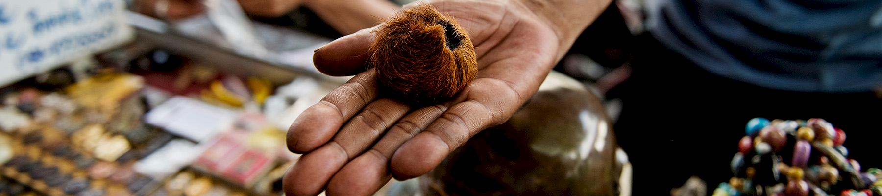 A tiger's testicle, of dubious authenticity, on sale at Tha Phra Chan market, Bangkok, Thailand © James Morgan / WWF