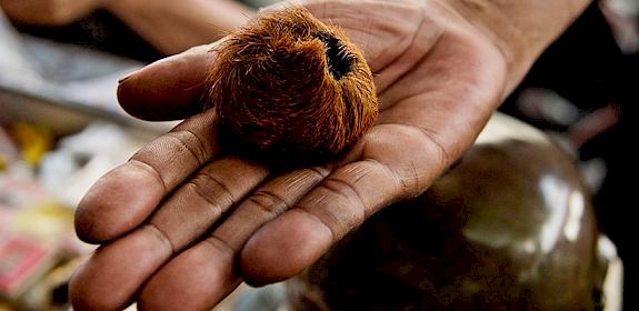 A tiger's testicle, of dubious authenticity, on sale at Tha Phra Chan market, Bangkok, Thailand © James Morgan / WWF