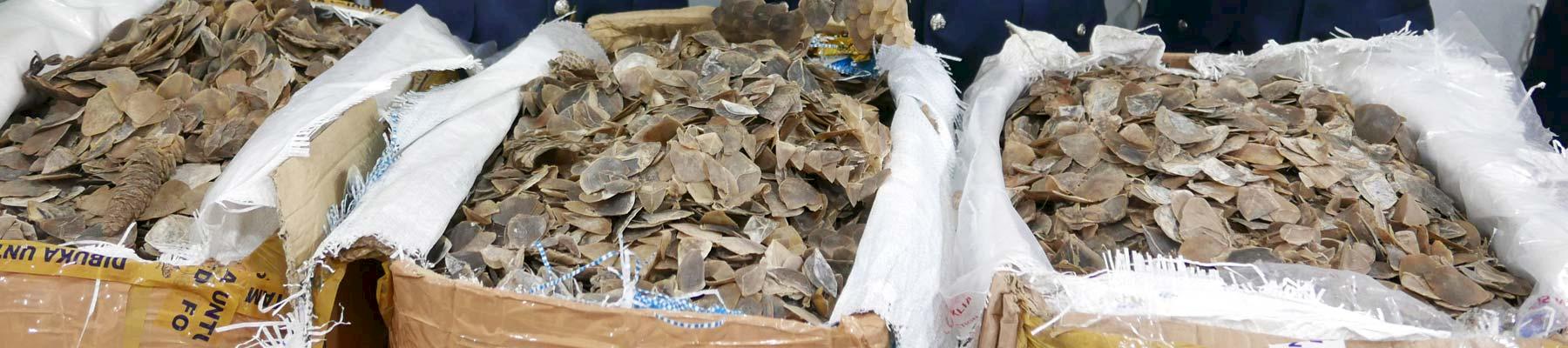 File photo of sacks of pangolin scales seized in Malaysia © TRAFFIC 