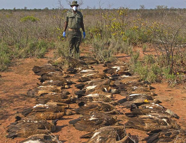Vultures killed by a mass poisoning event in Africa © BirdLife