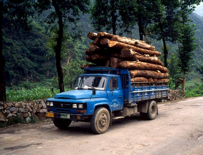 Logging trucks transporting timber from the last remaining forest in Sichuan, China © John E. Newby / WWF