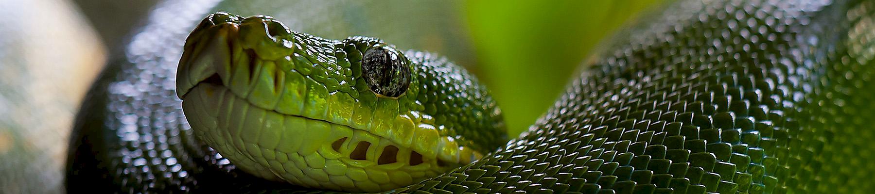 Green Tree Python Morelia viridis
