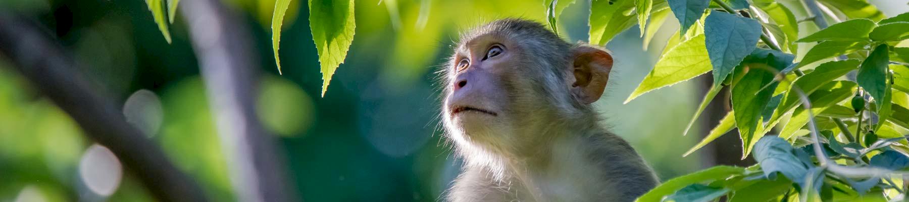 Indochinese Rhesus Macaque © Nguyen Manh Phuc 
