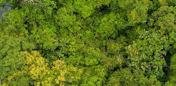 Aerial view of Salonga National Park, Democratic Republic of Congo © Thomas Nicolon / WWF DRC