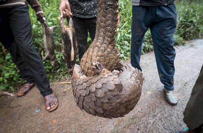 Local poachers display a live pangolin in Cameroon © A. Walmsley/ TRAFFIC