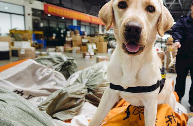 A wildlife sniffer dog searches postal sacks at an airport warehouse