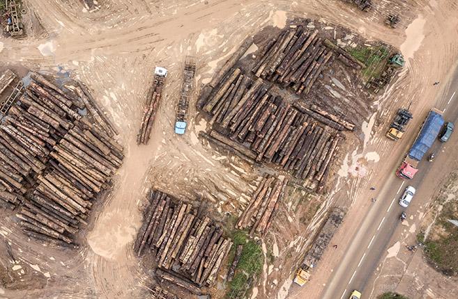Reducing illegal timber exports from Cameroon and Viet Nam