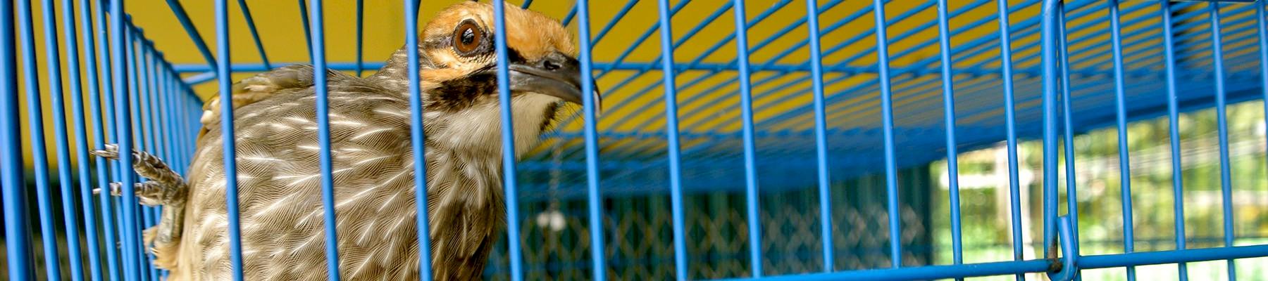 Straw-headed Bulbul: over-exploited for the songbird trade © TRAFFIC