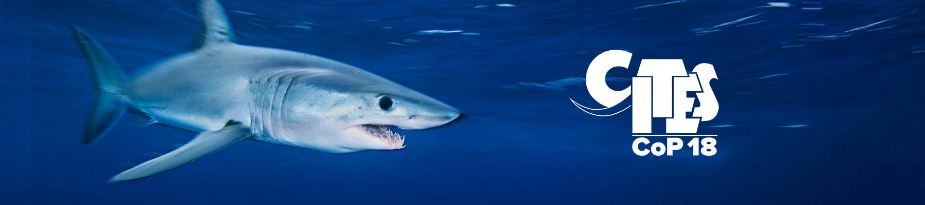Mako Shark Isurus oxyrinchus, proposed for listing in CITES Appendix II. Photo: Brian J. Skerry / National Geographic Stock / WWF