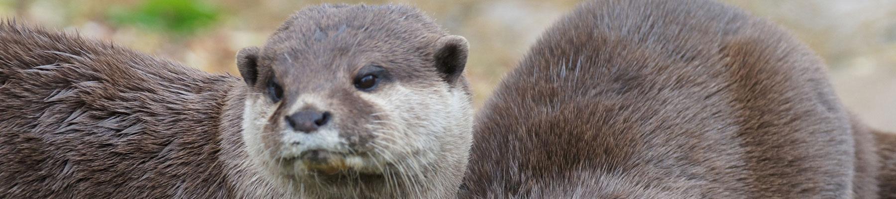 Asian Small-clawed Otter - now listed in CITES Appendix I. Photo used under CC BY-NC 2.0