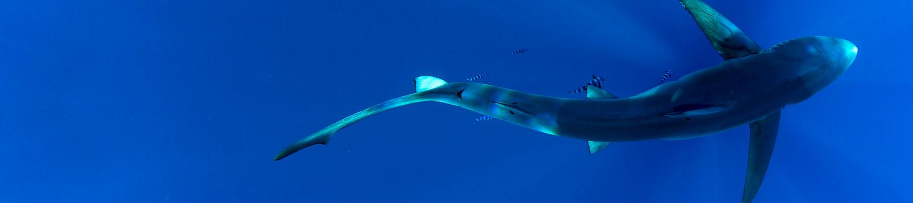 Blue shark Prionace glauca swimming near Cabo San Lucas, Baja California Peninsula, Baja California Sur, Mexico. Photo: Joost van Uffelen / WWF