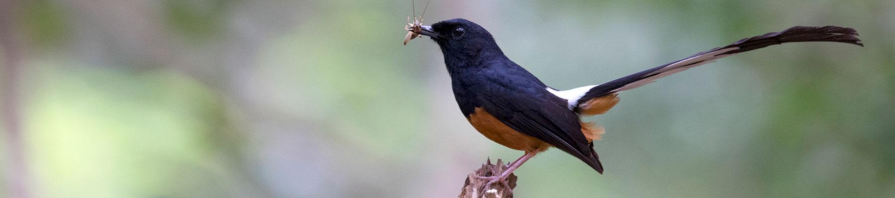 Popular songster: the White-rumped Shama is no longer protected although populations in Indonesia are plummetting © Danushka Senadheera (CC BY-NC-ND 2.0)