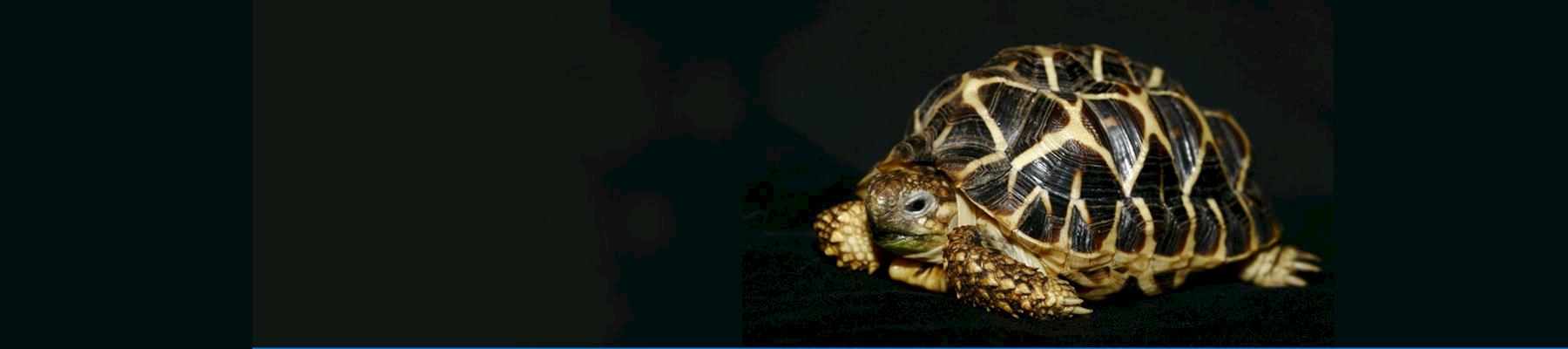 Indian Star Tortoise © Chris R Shepherd / TRAFFIC 