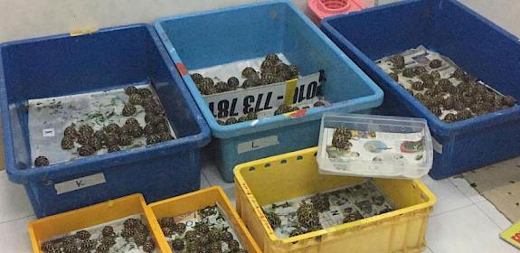 Boxes of seized Indian Star Tortoises, photo courtesy of Perhilitan.