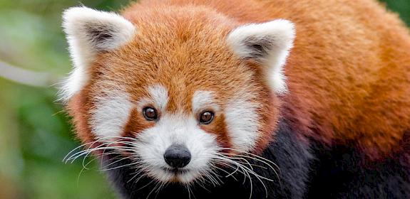 (Chinese) Red Panda Ailurus (fulgens) styani © Mathias Appel / Creative Commons 