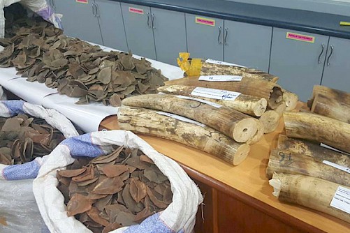 The latest seizures involved over 75kg of raw ivory and six gunny bags hiding more than 300kg of pangolin scales