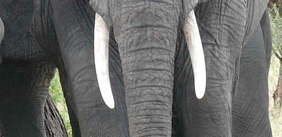 African Elephants © Julie Thomson/TRAFFIC 