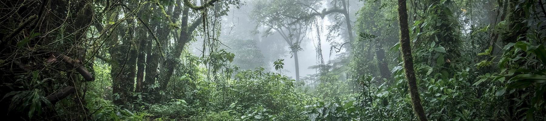 Forest at the base of Mount Cameroon © A. Walmsley / TRAFFIC