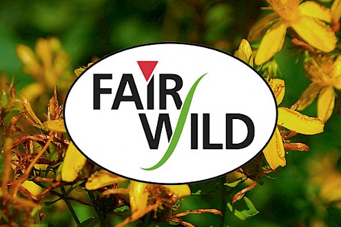 The FairWild Standard is an invaluable certification tool working towards sustainable wild harvesting of plants across the world. It ensures best practice frameworks are in place to avoid habitat loss or declines in biodiversity and helps harvester communities reap the rewards from sustainable wild collection.