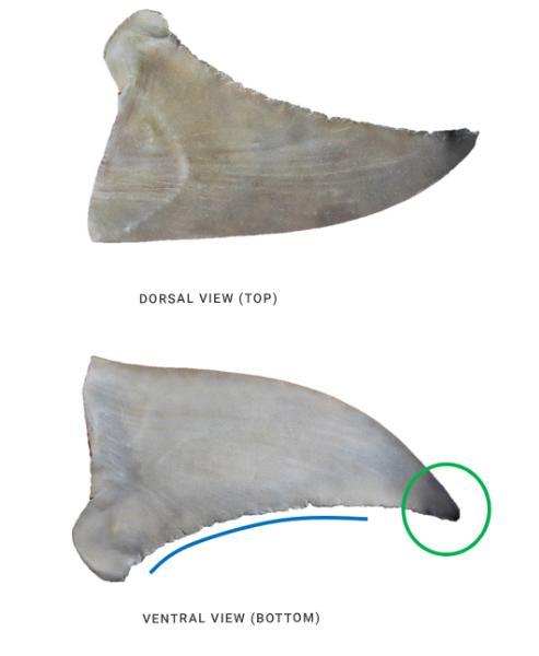 Identifying the pectoral fin