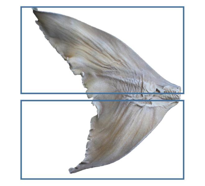 Identifying the caudal fin