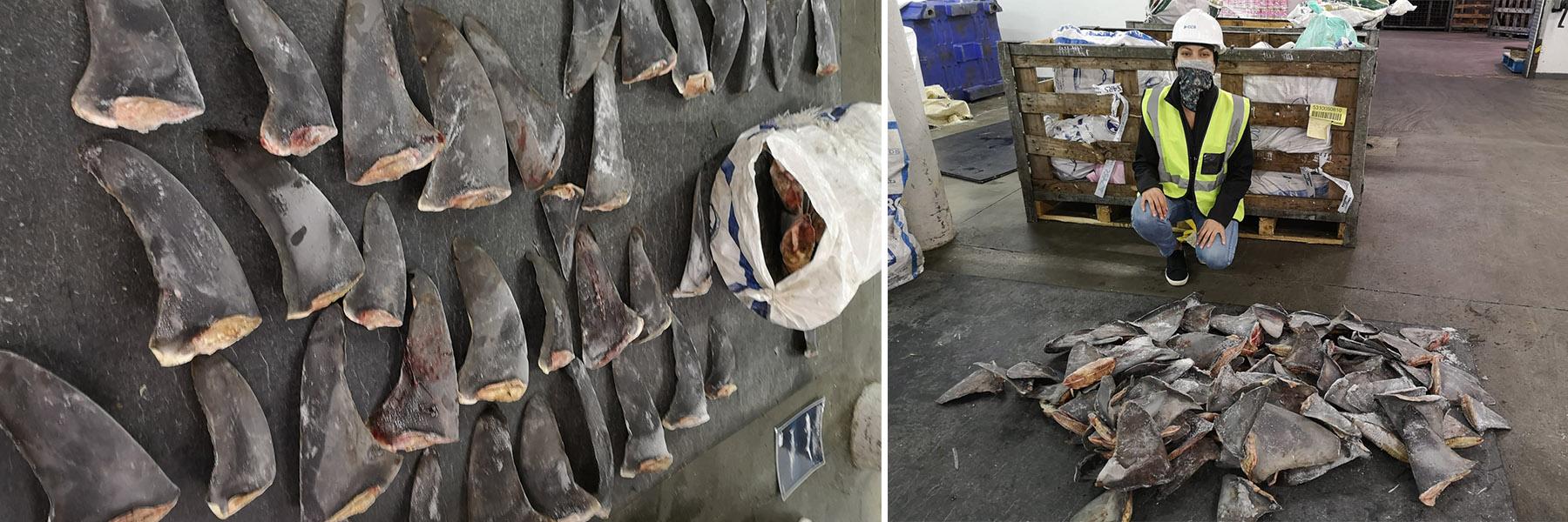 Simone Louw, TRAFFIC's Project Officer in Cape Town inspects a shark fin seizure concerning CITES-listed species. Photo: Markus Bürgener