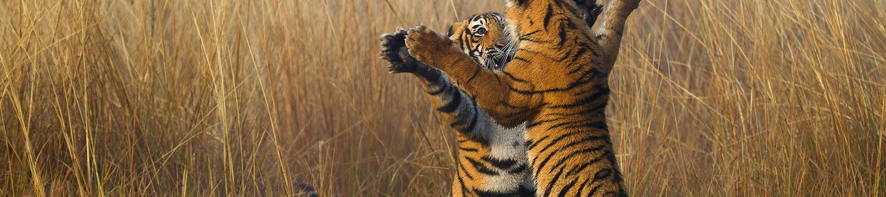 Two tiger cubs Panthera tigris playing © Souvik Kundu / WWF