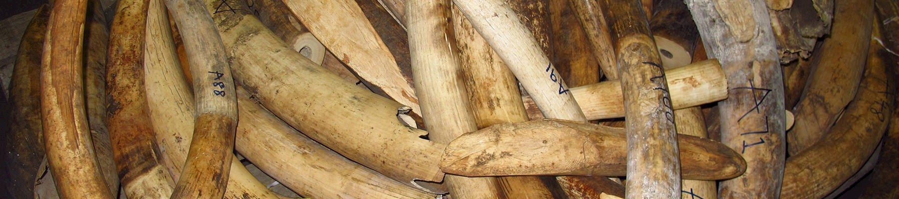 A record quantity of ivory may have been in illegal trade in 2016 © TRAFFIC
