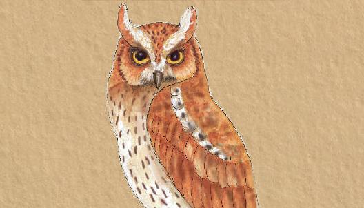 Owls of India ID Guide