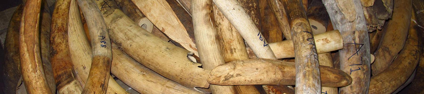 Ivory tusks © TRAFFIC