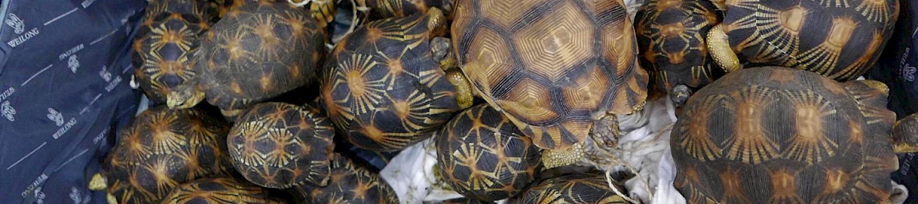 Ploughshare and radiated tortoises seized in Malaysia in May 2017 – Elizabeth John/TRAFFIC