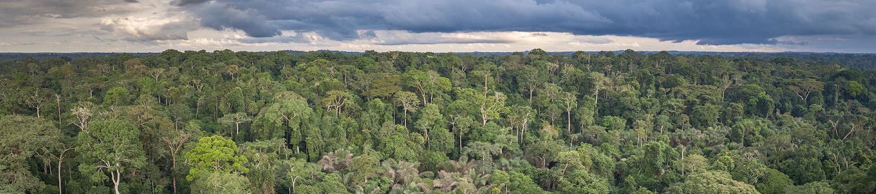 Tropical forest in Dja National Park, Cameroon © A.Walmsley / TRAFFIC
