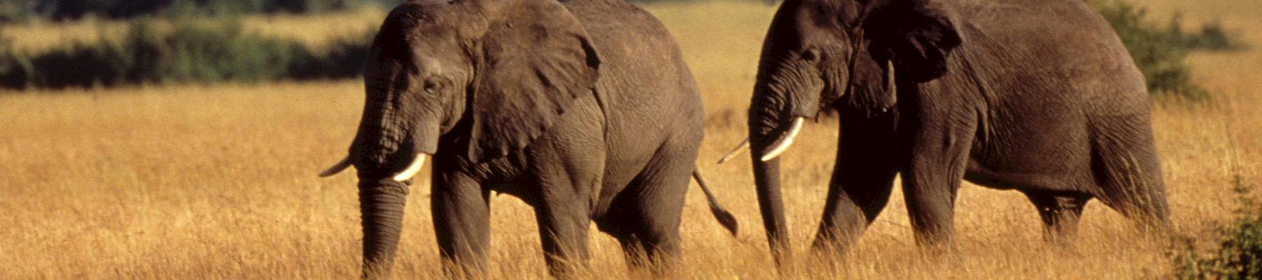 Two African elephants Loxodonta africana © Howard Buffett / WWF-US