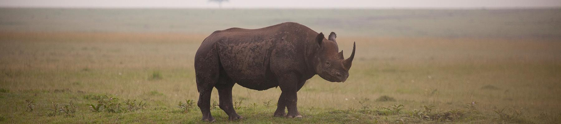 Black Rhino Diceros Bicornis, the more threatened of Africa's two rhino species © Richard Edwards / WWF-UK